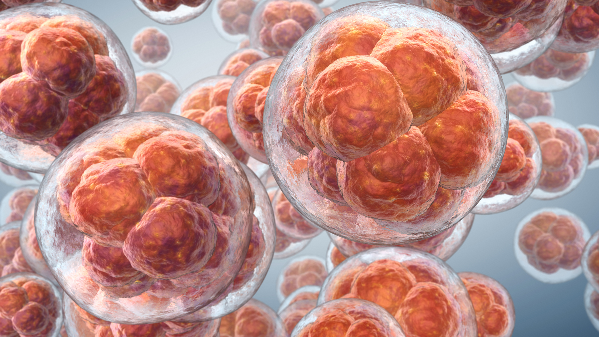 Yumurta Toplama İşlemi Zor mudur? Riskleri Nelerdir?